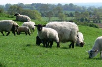 Sheep on nearby hillside